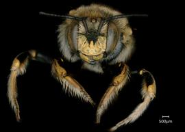  Fig 5,nbsp; Anthidium manicatum nbsp;male face, photo: Jeni Sidwell 
